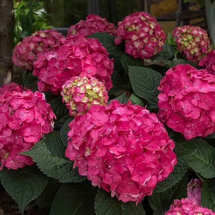 Hydrangea paniculata 'Summer Love' - C5 L - 30/40 cm