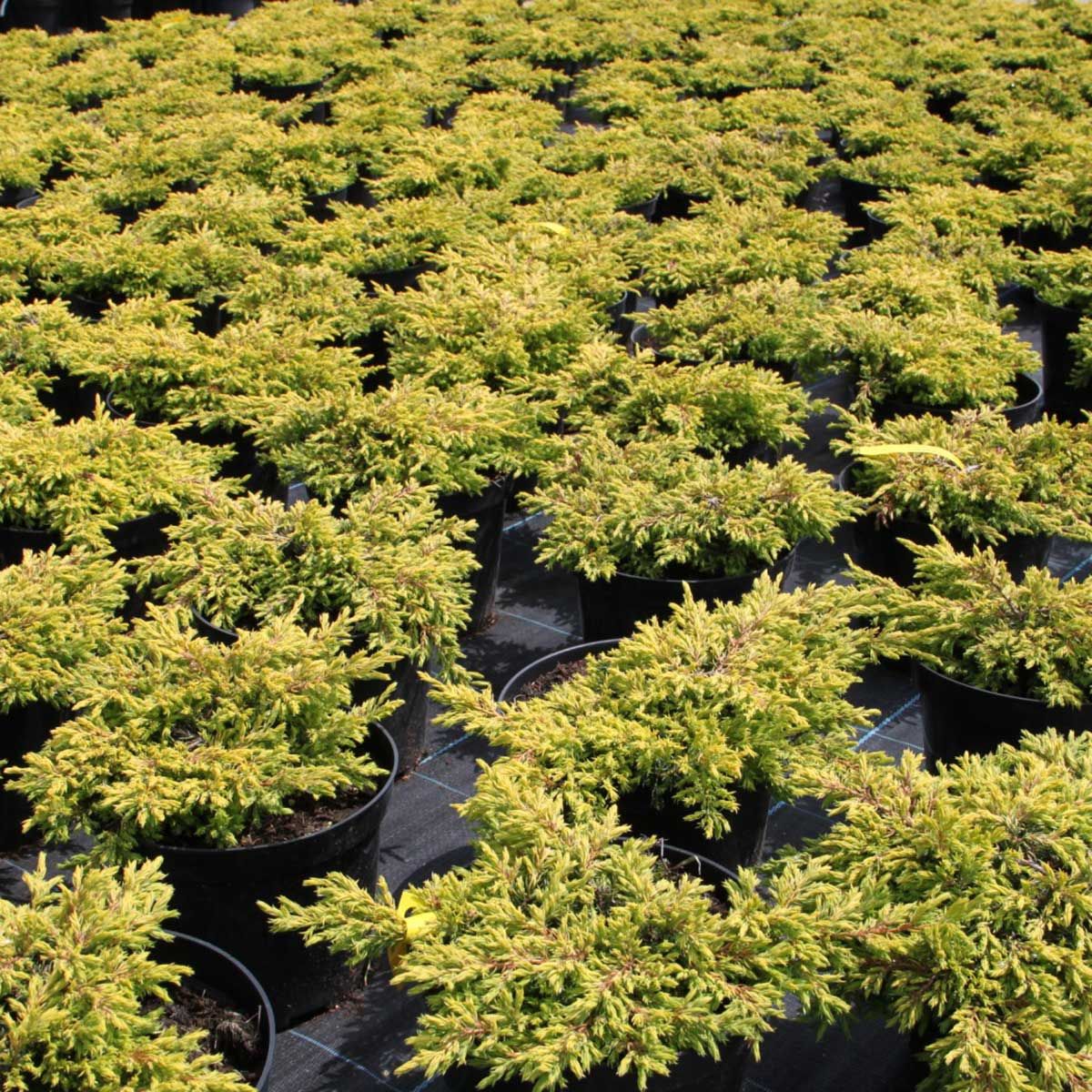 Juniperus com. 'Goldschatz' - P15 - 20/30 cm
