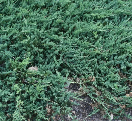 Juniperus hor. 'Jade River' - P15 - 40/60 cm