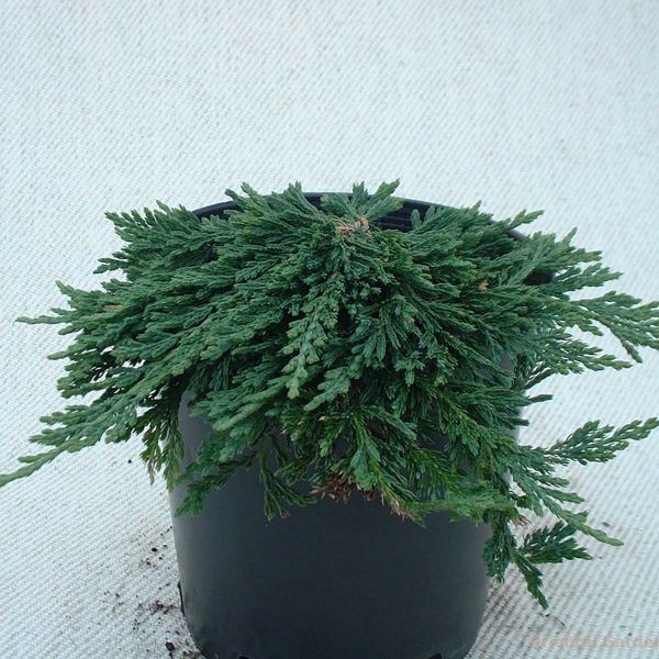 Juniperus hor. 'Pancake' - C2L - 20/30 cm