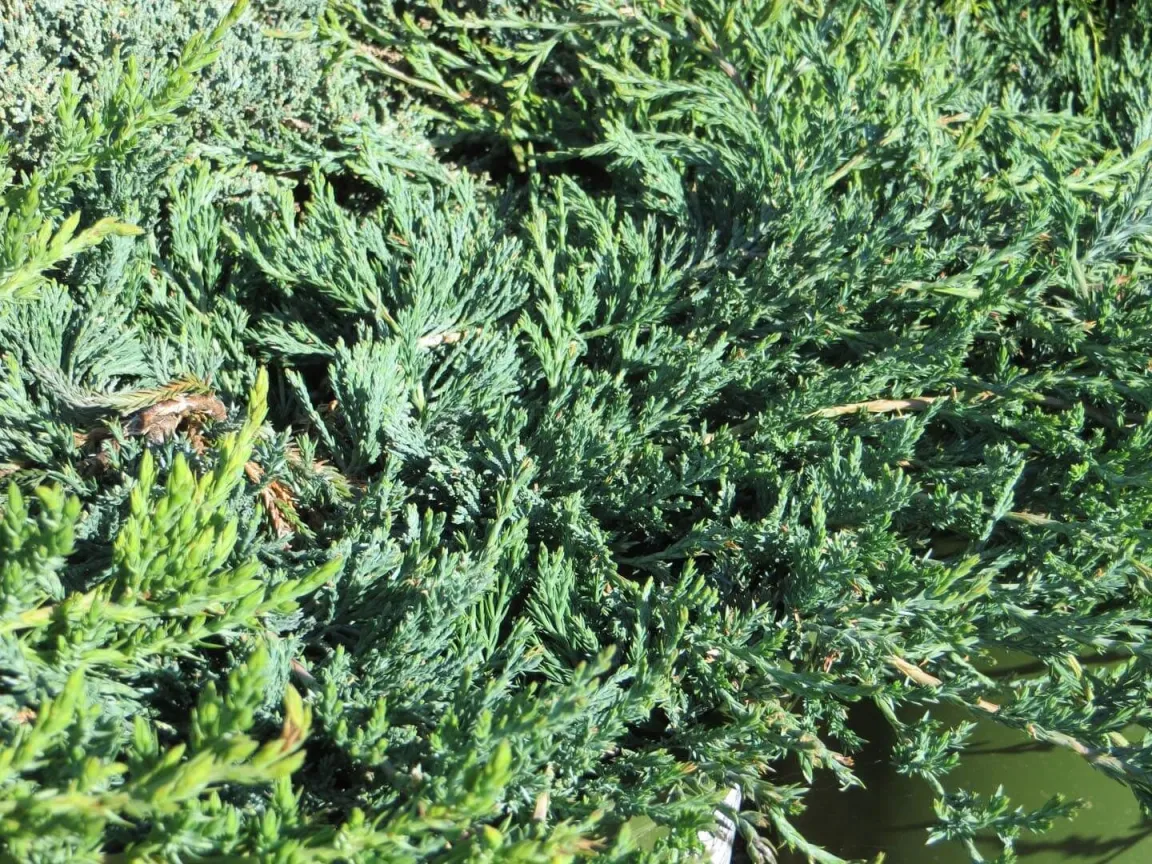 Juniperus horizontalis 'Wiltonii' - C3 L - 20/30 cm