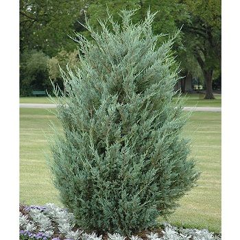 Juniperus sco. 'Moonglow' - P15 - 35/50 cm
