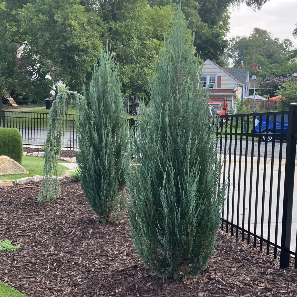 Juniperus scop. ' Blue Arrow' - C20 L - 150/175 cm