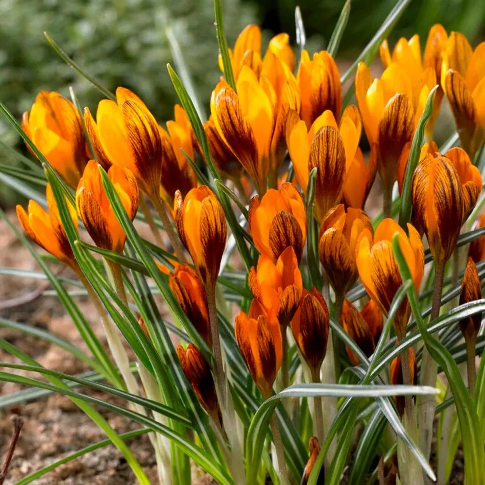 Krokus - Crocus Orange monarch - pakovanje 15 lukovica