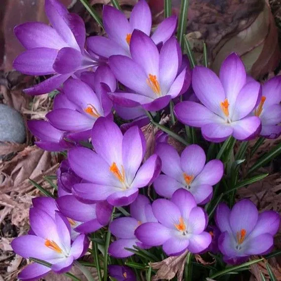 Krokus - Crocus Ruby giant - pakovanje 25 lukovica