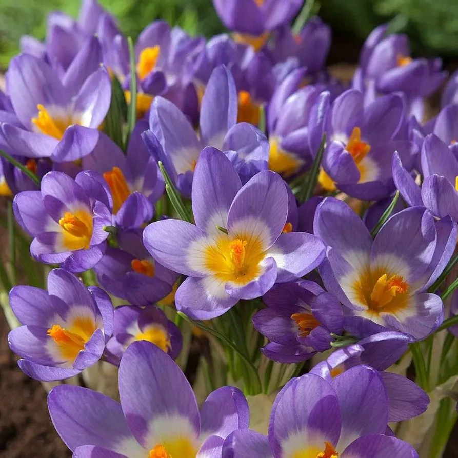 Krokus - Crocus sublimis Tricolor - pakovanje 25 lukovica