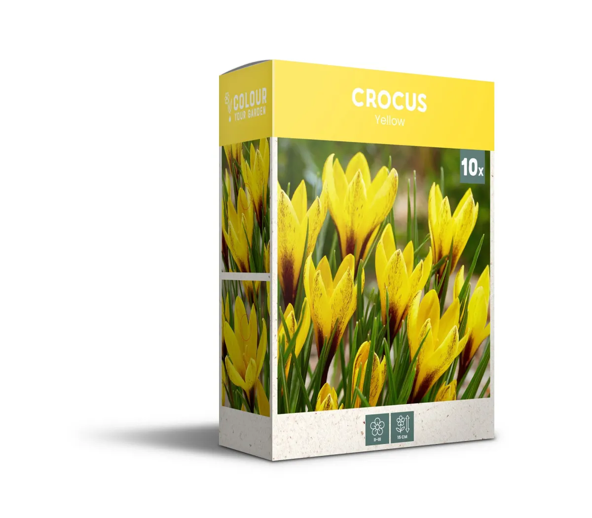 Krokus - Crocus Yellow - pakovanje 10 lukovica