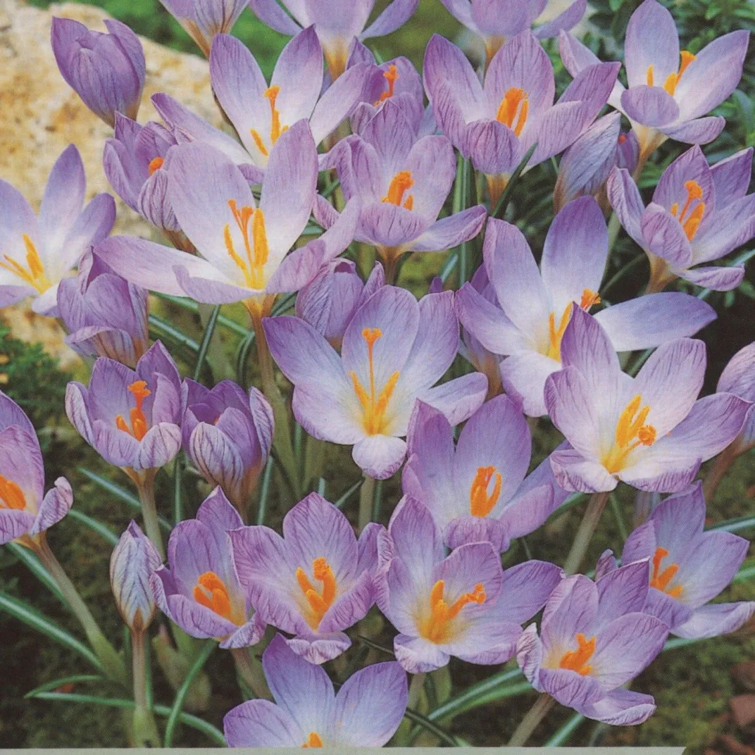 Krokus - Crocus Zwanenburg - pakovanje 25 lukovica