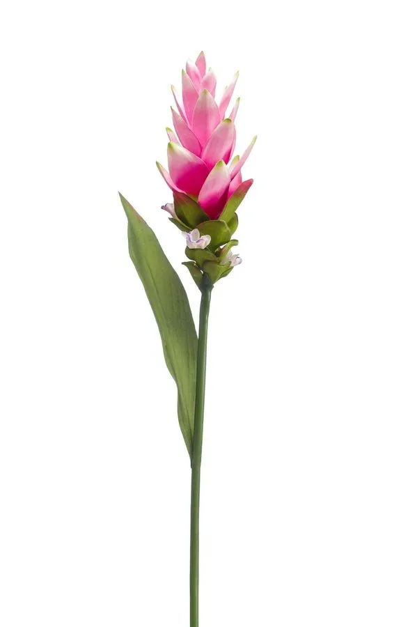 Kurkuma - grana roze - 80 cm