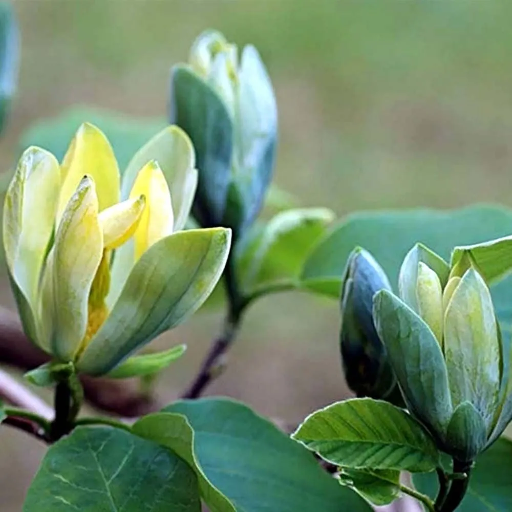 Magnolia 'Blue Opal' - C7.5 L - 100+ cm