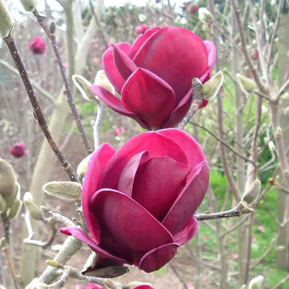 Magnolia 'Genie' - C2 L - 30/40 cm