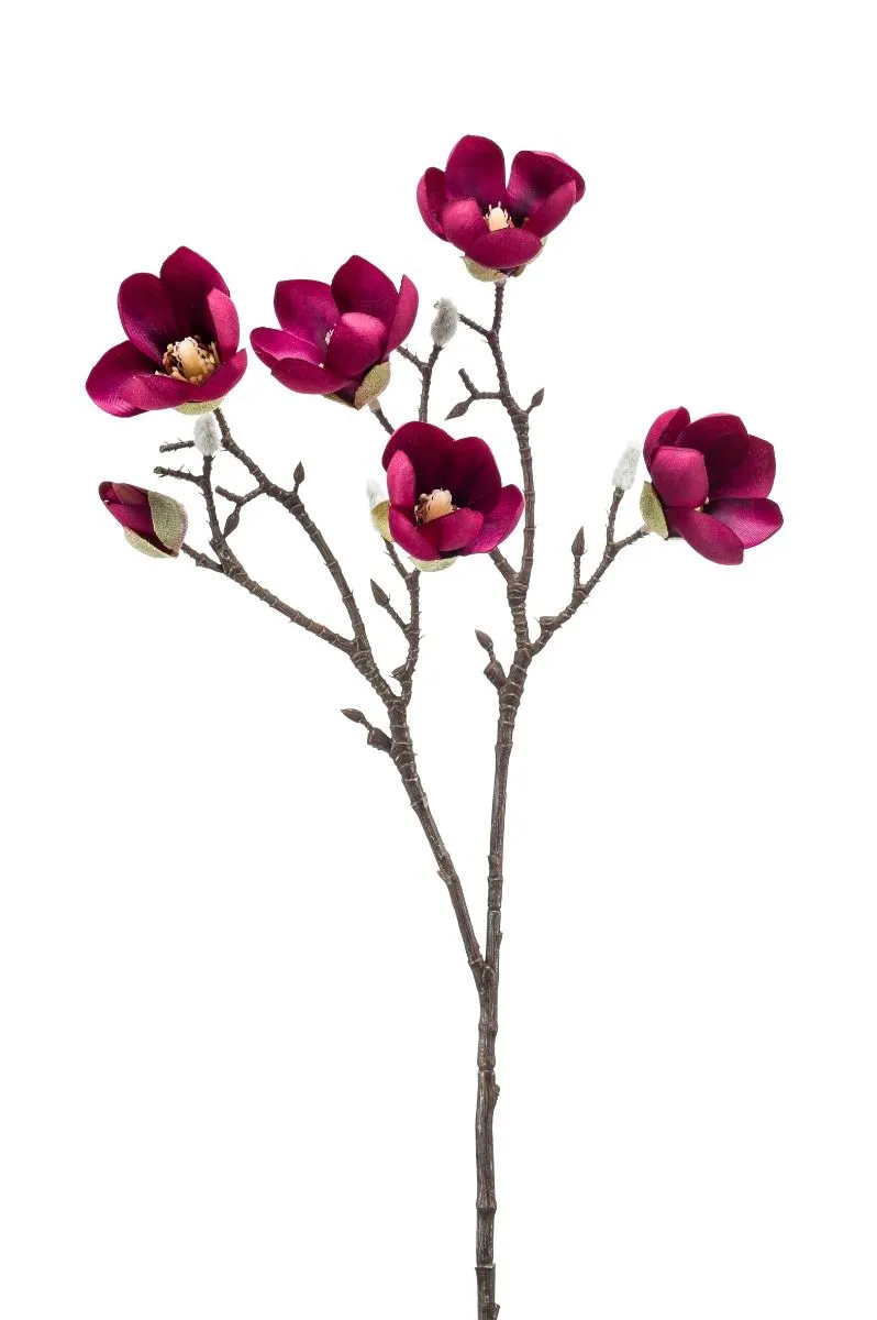 Magnolia Grana Bordo - 65 cm