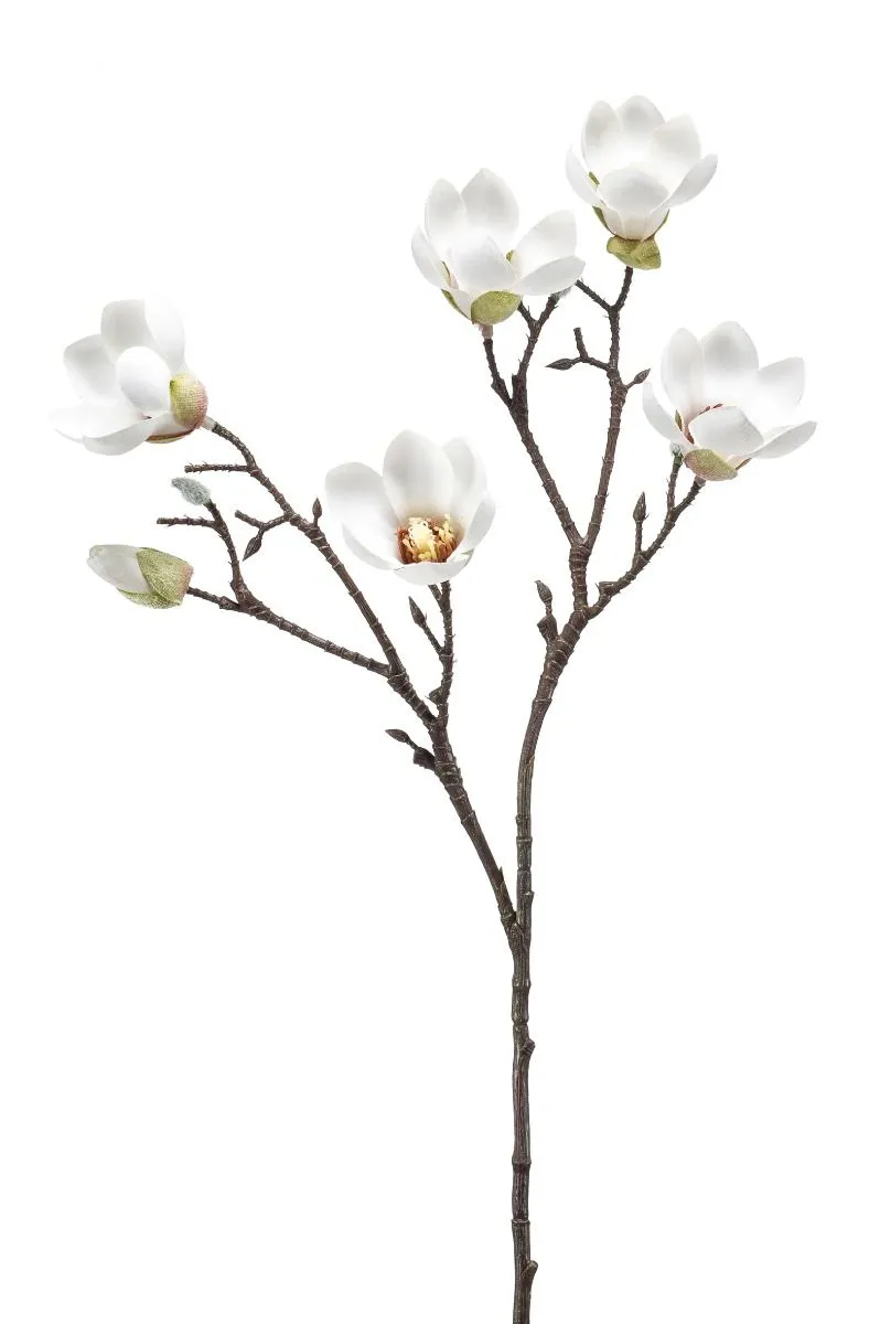 Magnolia Grana Krem - 65 cm