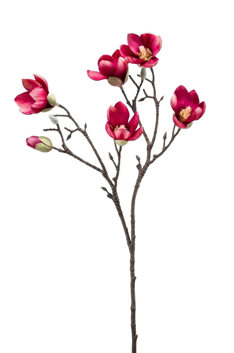 Magnolia Grana Pink - 65 cm