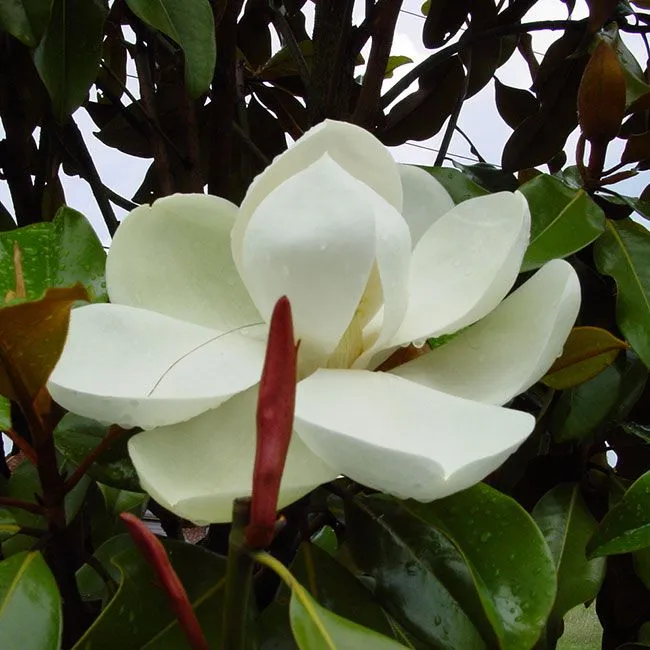Magnolia Grandiflora 'Goliath' - C35 L - 150/175 cm