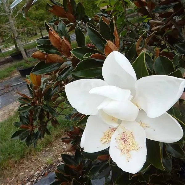 Magnolia Grandiflora 'Little Gem' - C4L - 60/80 cm