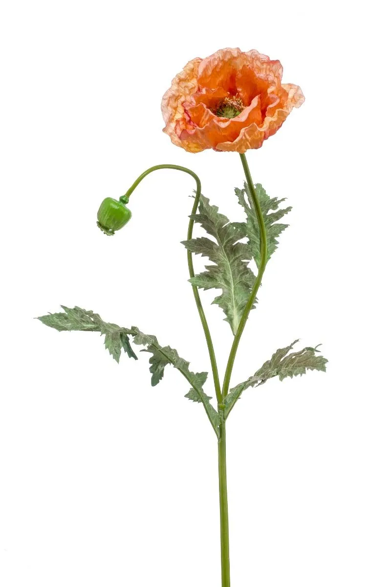 Mak Grana Orange - 100 cm