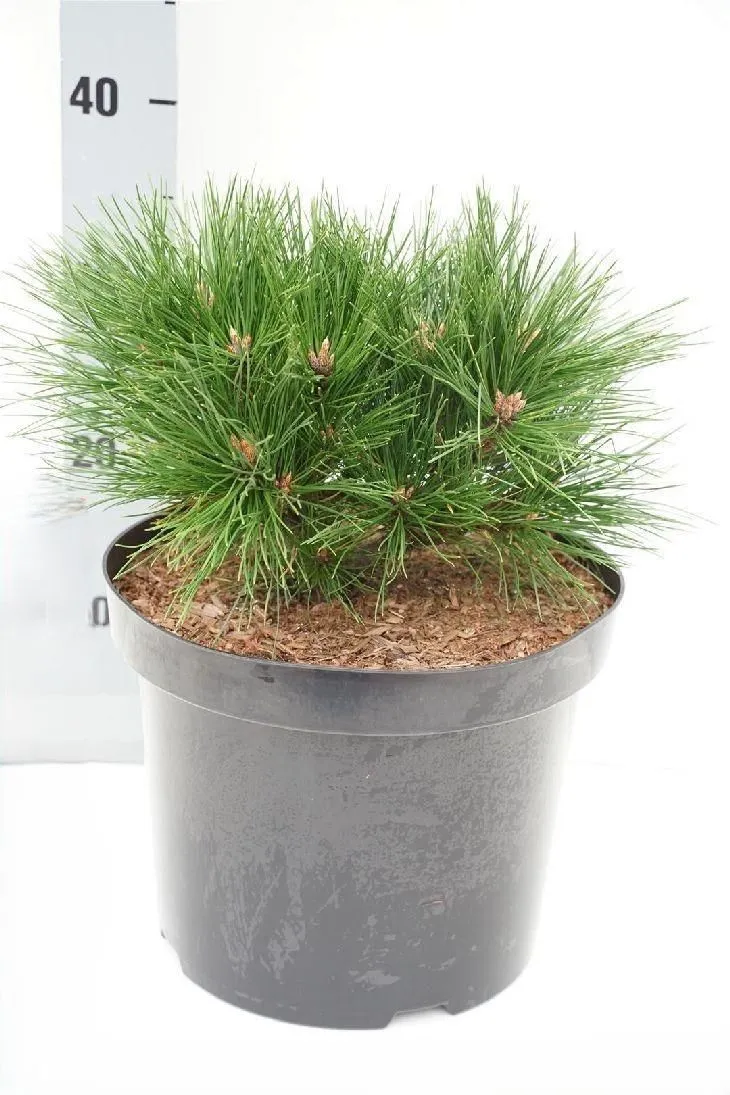 Pinus densiflora 'Benelux' - C7.5L - 25/30 cm