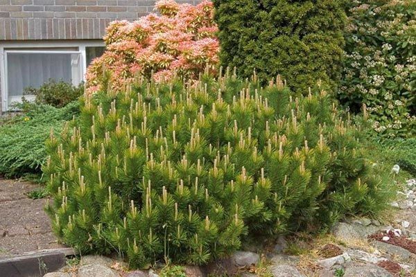 Pinus mugo 'Mughus' - C2L - 15/20 cm