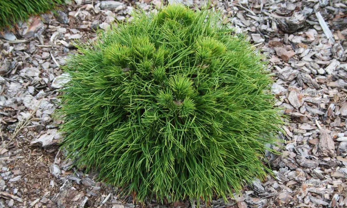 Pinus mugo 'Varella' - C5L - 20/25 cm