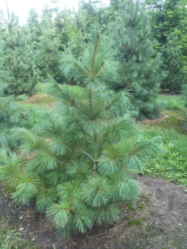 Pinus Strobus - C3 L - 30/40 cm