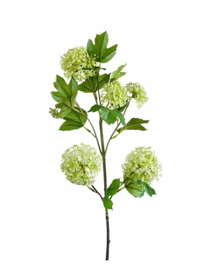 Viburnum Zelena - 75 cm
