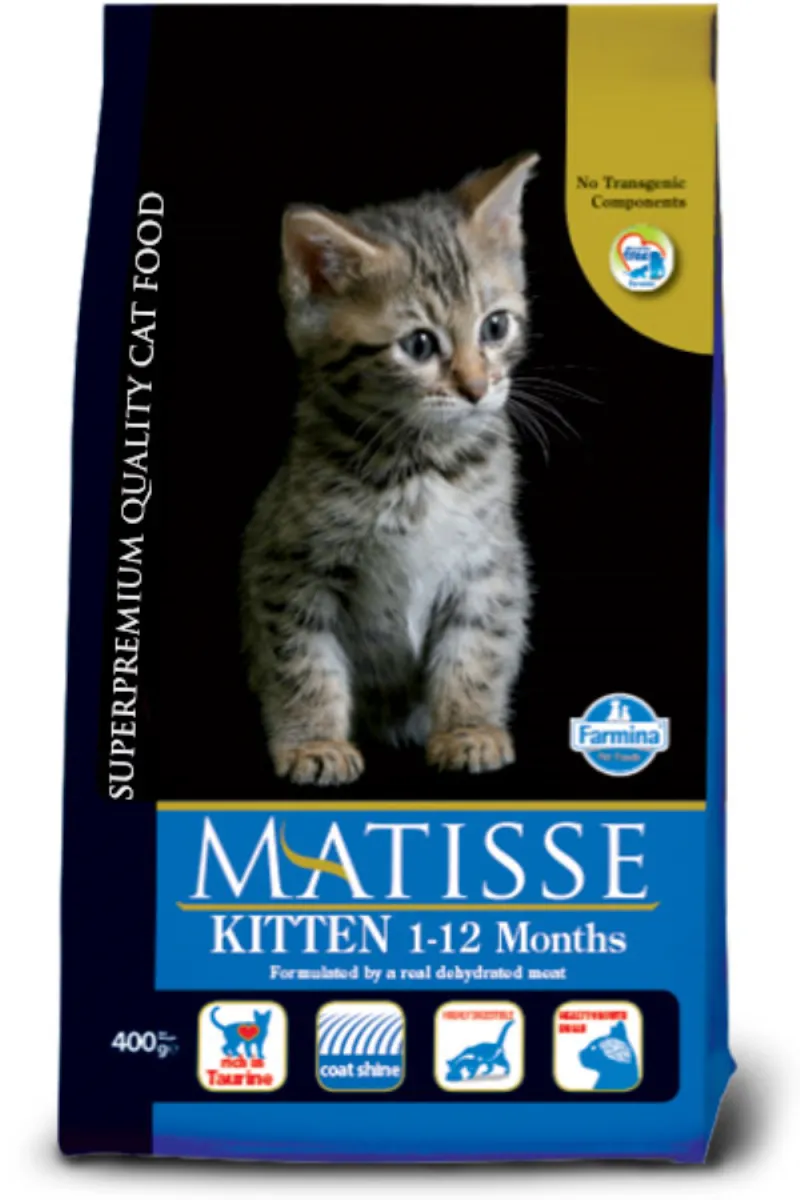 Matisse Kitten